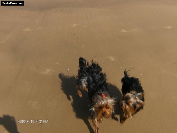 La foto del perro