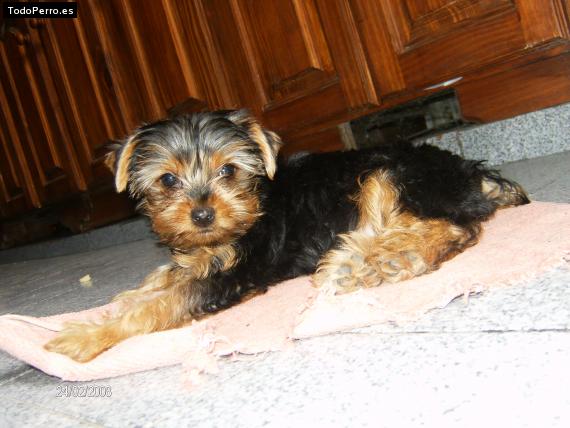 La foto del perro