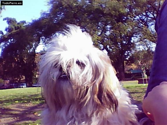 La foto del perro