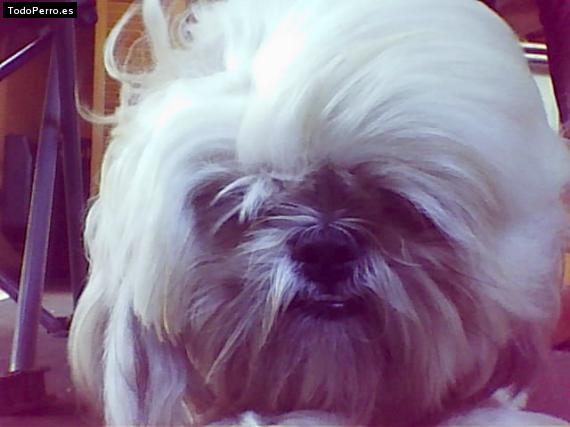 La foto del perro