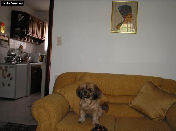 La foto del perro