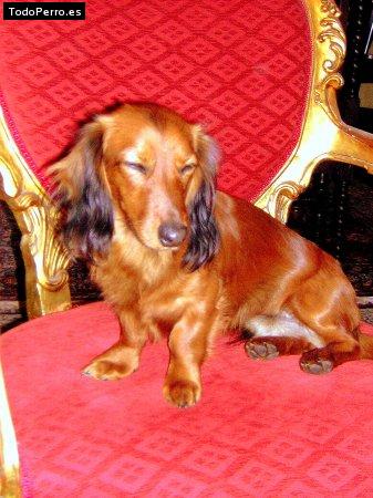 La foto del perro