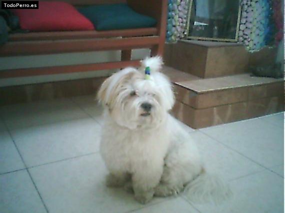 La foto del perro