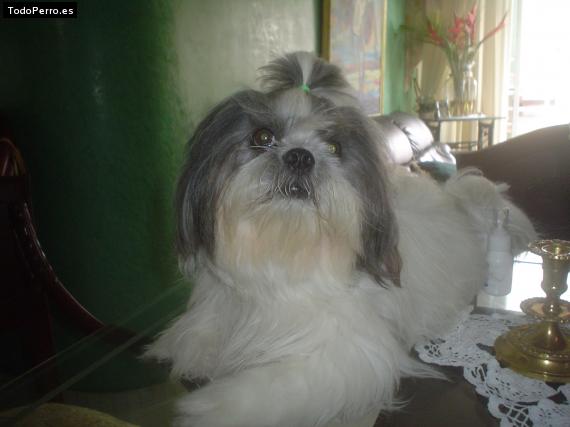 La foto del perro