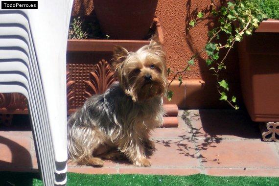 La foto del perro