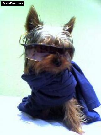 La foto del perro