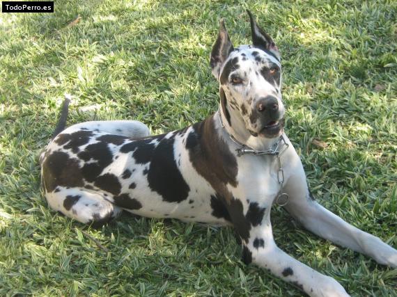 La foto del perro