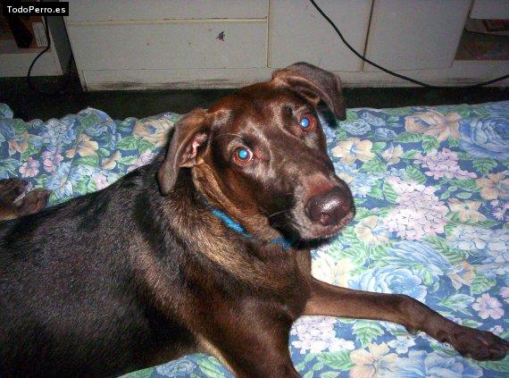 La foto del perro