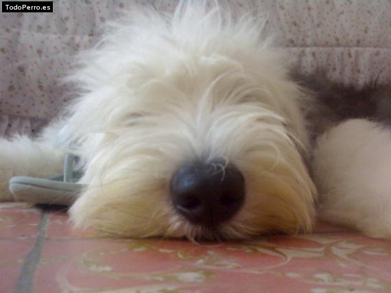 La foto del perro