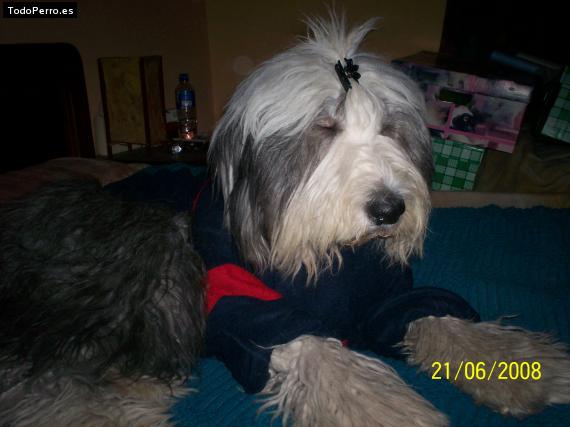 La foto del perro