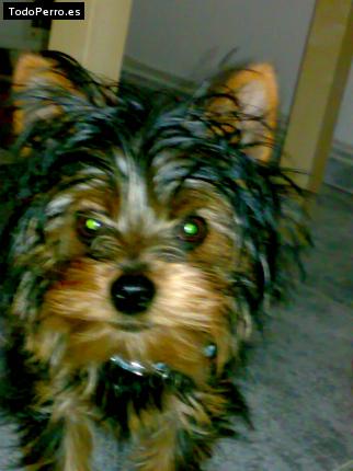 La foto del perro