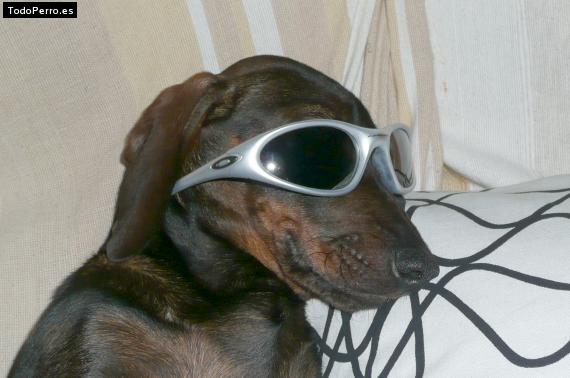La foto del perro