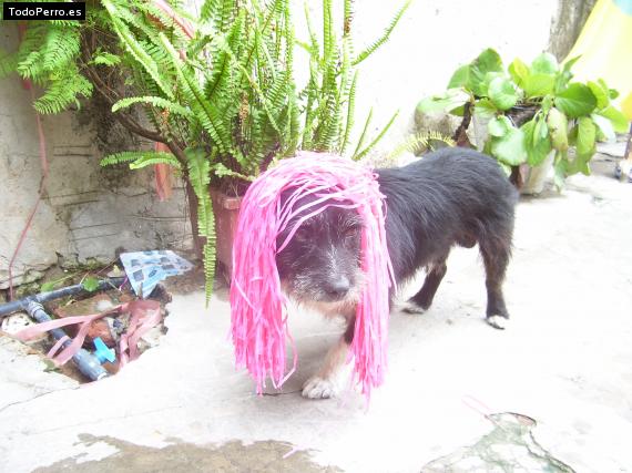 La foto del perro