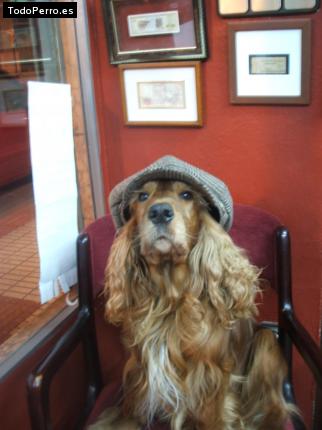 La foto del perro