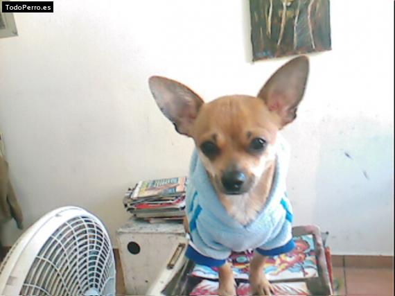 La foto del perro