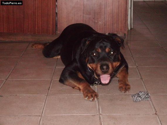 La foto del perro