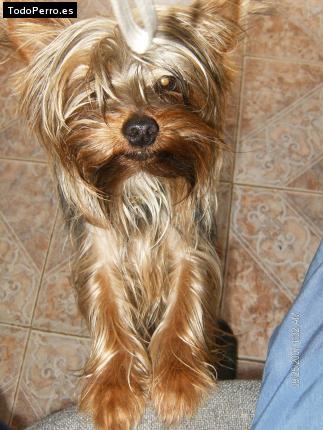 La foto del perro