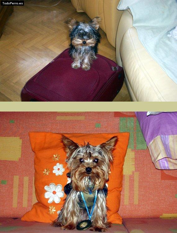 La foto del perro