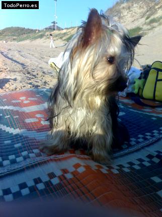 La foto del perro