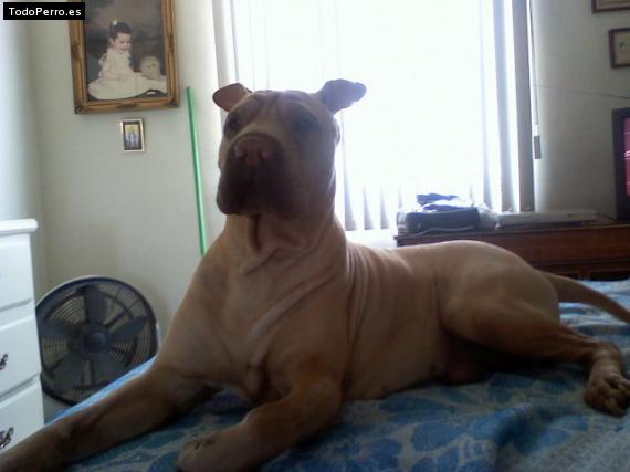 La foto del perro