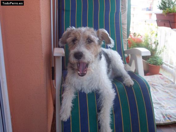 La foto del perro
