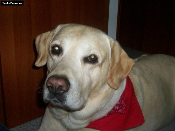 La foto del perro