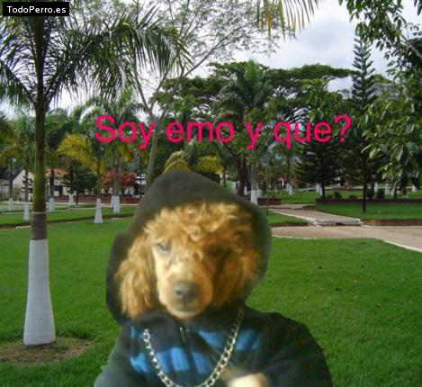 La foto del perro