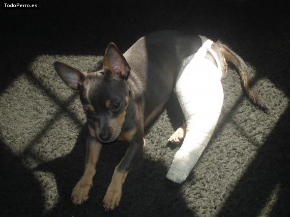 La foto del perro