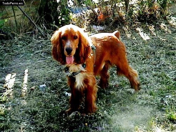 La foto del perro