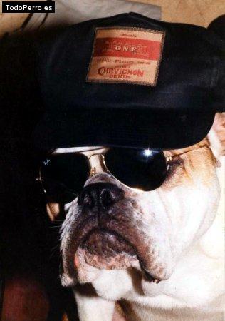 La foto del perro