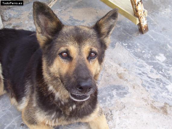 La foto del perro