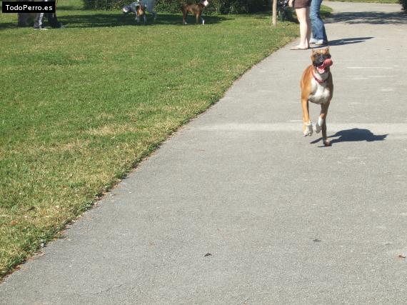 La foto del perro