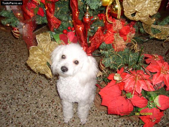 La foto del perro