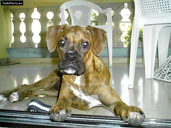 La foto del perro
