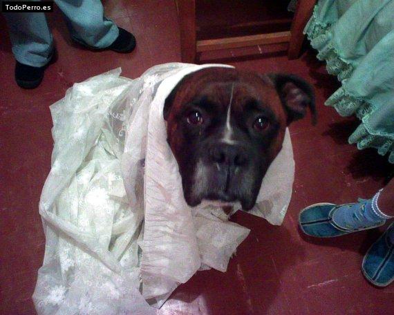 La foto del perro