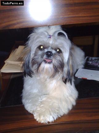 La foto del perro