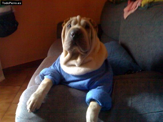 La foto del perro