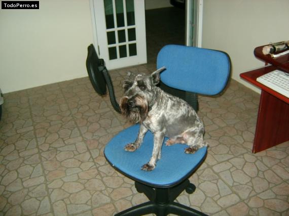 La foto del perro