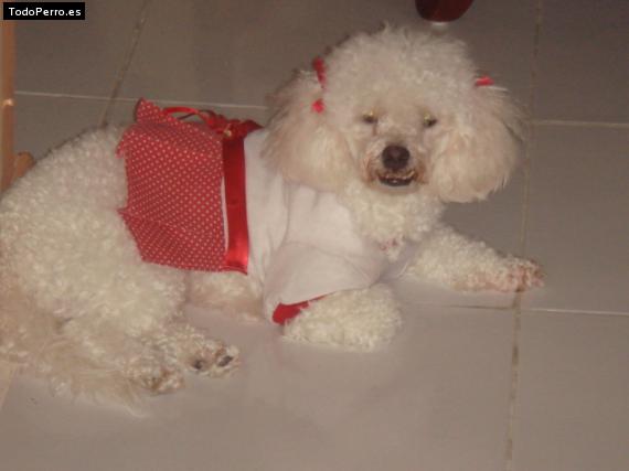 La foto del perro