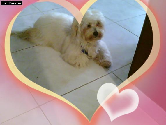 La foto del perro