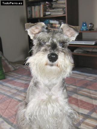 La foto del perro