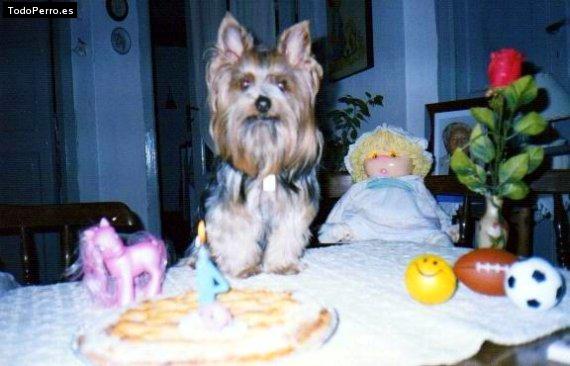 La foto del perro