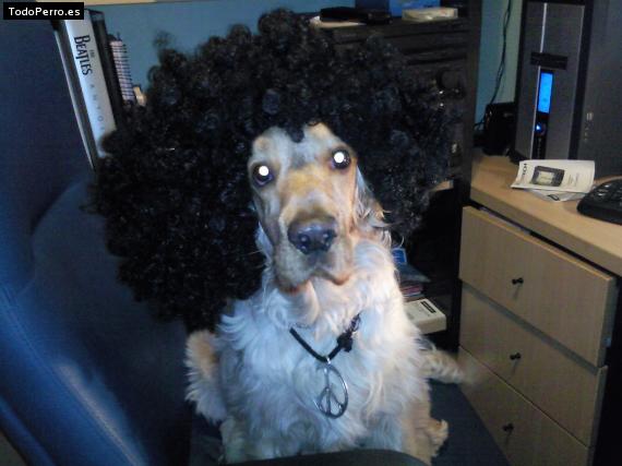 La foto del perro