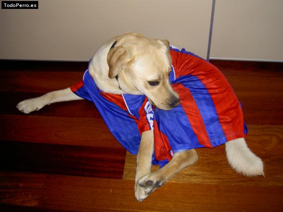 La foto del perro