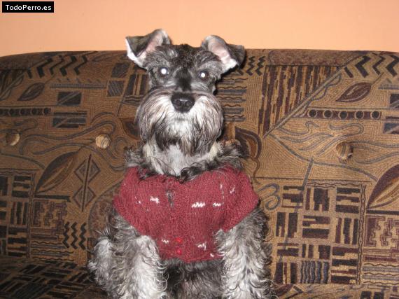 La foto del perro
