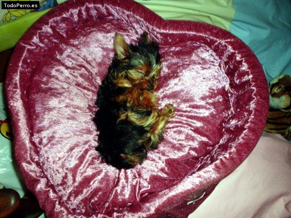 La foto del perro