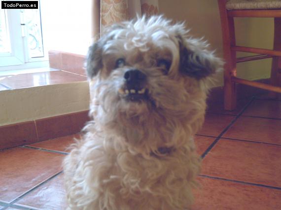 La foto del perro