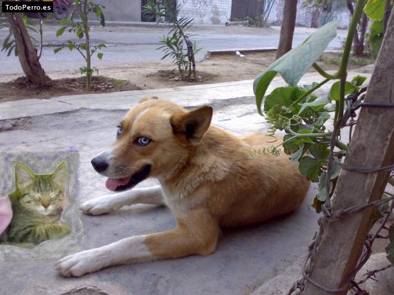 La foto del perro