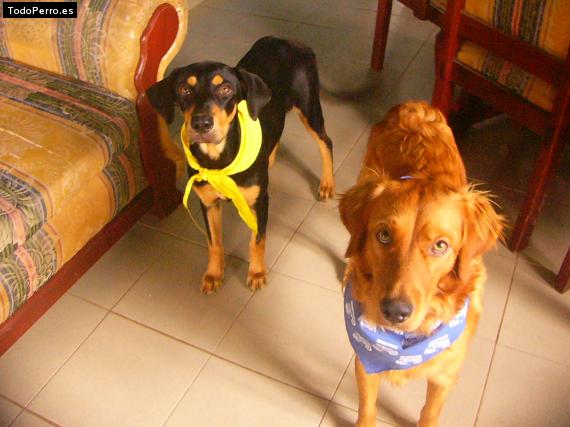 La foto del perro