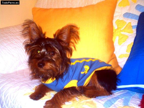 La foto del perro